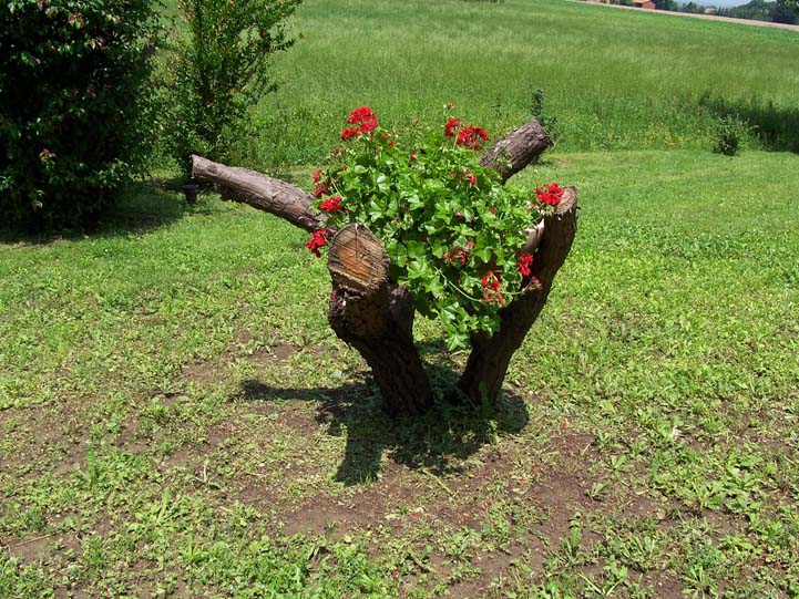 pianta
